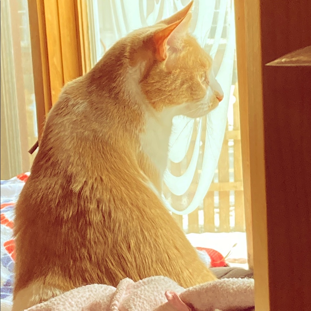 Meet your Posher, Calysta